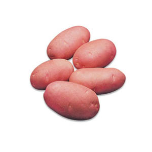 Potato (Red)
