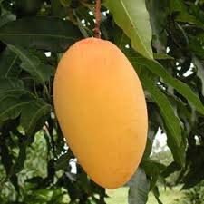 Amropali Mango